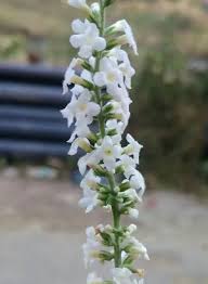 Image result for Buddleja asiatica