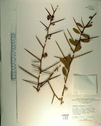 Image result for Balanites aegyptiaca