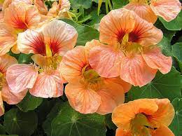Pin On Flowers