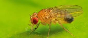 There are a total of  70  flies and mosquitoes in the insectidentification.org database. Fruit Flies Max Planck Gesellschaft