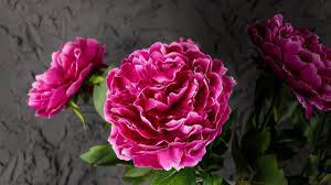 The peony or paeony is a flowering plant in the genus paeonia, the only genus in the family paeoniaceae. Fuchsia Peony Stems Vda Borella