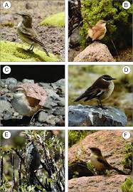 Familia Furnariidae: 5A Geositta cunicularia (Vieillot, 1816), 5B...