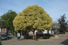 Image result for Ligustrum lucidum