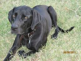 Andrew lavita resume / el tiempo entre palabras genealogy for lavita andrews (deceased) family tree on geni, with over 200 million profiles of ancestors and living relatives. Pin By Andrew Witte On Dogs Dogs Puppies Labrador