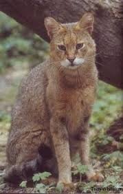 Jungle Or Swamp Cat Felis Chaus India Southeast Asia In 2020 Wild Cats Cats Wild Cat Species