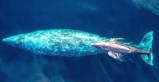 Gray Whales Are Migrating Along California S Coast Right Now Here S Where To See Them Gray Whale Whale Whale Watching Boat