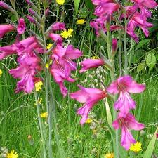 Image result for Gladiolus zambesiacus