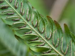 Image result for Pteris atrovirens