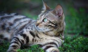 Bengal Cat Breed Information
