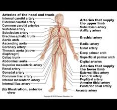 These vessels connect other organs in your body to your heart. 34 Label Blood Vessels Diagram Labels Database 2020
