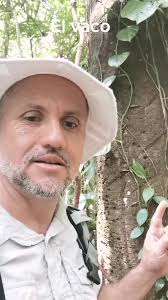 Producción de Hule en Fincas Huleras de Guatemala