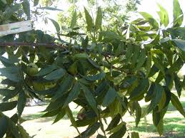 We did not find results for: Family Trees The Next Generation Pecan South Magazinepecan South Magazine The Pecan Industry S Leading Publication Published Monthly For Pecan Producers Processors And All Others Involved Or Interested In The Pecan Industry
