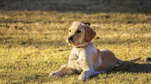 Que Significa Sonar Con Perros El Diario De Carlos Paz