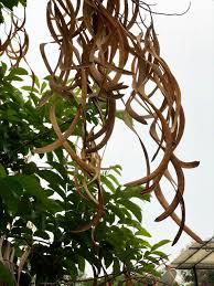 Image result for Markhamia lutea