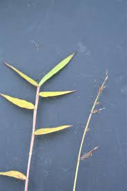 Image result for Oplismenus hirtellus