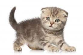 We did not find results for: Scottish Fold Kittens For Sale