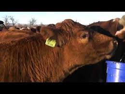 Black Angus Calves For Sale Near Me Rancher Greg Haydal Shares Why He Switched From Raising Black Angus To Red Angus And What The Added Value Of Red Angus Genet Farm Life Livestock