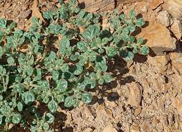 Image result for Glinus lotoides