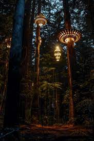 Redwoods Forest Light Tree Walk Rotorua New Zealand Forest Light Outdoor Tree Lighting Redwood Tree