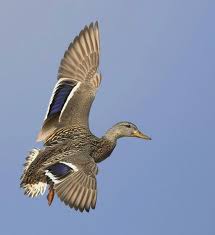 Mallard Duck Female Anas Platyrhynchos Bird Hunting Pet Birds Mallard