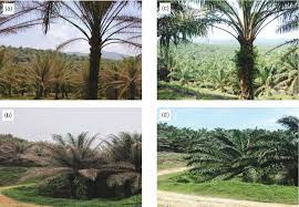 Recaptured larvae were classified as ballooning or resident (sampled on a silken thread or on the foliage of palms), and as non‐dispersing or dispersing (sampled on the host on which they had been marked or on a new host). Figure 3 From Controlling Metisa Plana Walker Lepidoptera Psychidae Outbreak Using Bacillus Thuringiensis At An Oil Palm Plantation In Slim River Perak Malaysia Semantic Scholar