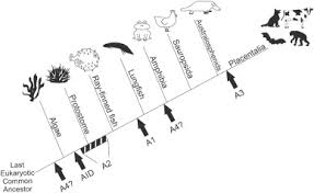 We did not find results for: Potential Apobec Mediated Rna Editing Of The Genomes Of Sars Cov 2 And Other Coronaviruses And Its Impact On Their Longer Term Evolution Sciencedirect