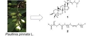 Image result for Paullinia pinnata