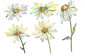 We did not find results for: Fine Wildflower Daisy Png Watercolor Set Commercial Use Etsy In 2020 Wild Flowers Watercolor Digital Flowers