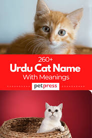 If you ever have a name. 260 Urdu Cat Names Unique Cat Name Ideas With Meanings