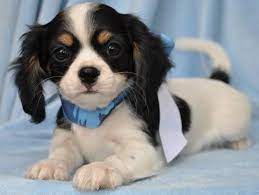 Cava Chi Chilier Cavalier King Charles Spaniel King Charles Spaniel Cavalier King Charles
