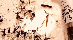 Canyon county mosquito lake lowell sw ada co mosquito abate. Mosquito Abatement Inyo County California