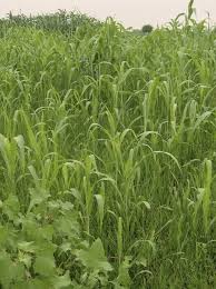 Image result for Digitaria nitens