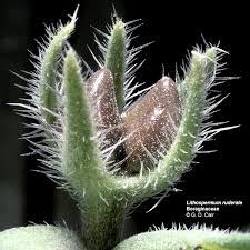 Image result for Boraginaceae