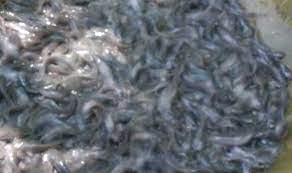 Maybe you would like to learn more about one of these? Ikan Keli Home Facebook