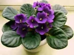 You'll find everything from common favorites like roses and tulips to exotic plants and flowers. 20 Types Of Tropical Flowers With Pictures Flower Glossary