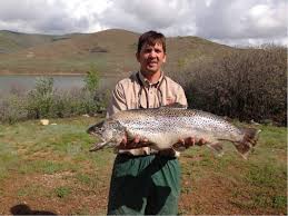 Deer Creek Reservoir Spring Survey Massive Nearly 17 Pound Brown Trout Caught Brown Trout Country Girl Tattoos Deer Creek