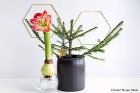 Wie oft und auf welche weise soll ich meine amaryllis gießen? Amaryllis Im Glas Ziehen So Gelingt Es Ohne Erde