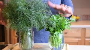 The herbs will last for weeks, and the basil will eventually start rooting (see photo below) so if you do have some time and dirt, you can even plant it. How To Store Fresh Herbs For Later Use Parsley Dill Youtube