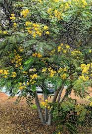Image result for Cassia thyrsoidea