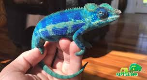 It will tell you if it is stressed by turning black, hissing, and/or refusing to eat. Will A Chameleon Recognize Its Owner Chameleonowner