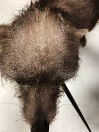 Image result for Dissotis glandulosa