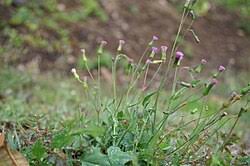 Image result for Emilia pseudactis