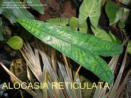 Maybe you would like to learn more about one of these? Plantfiles Pictures Alocasia Reticulata Alocasia Zebrina 1 By Wormfood