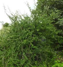 Image result for Catunaregam