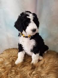 How big do mini bernedoodles get? Bernedoodle Sweetheart Bernedoodle Puppy Bernedoodle Puppies