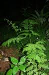 Image result for Pteris dentata