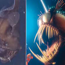 Some of those fish were really easy to recognize and others took a little more effort. Video Rare Footage Of Sea Devil Fish Made Famous By Finding Nemo Daily Star