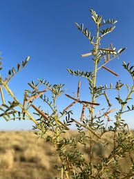Image result for Indigofera colutea