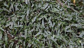 Image result for Asplenium goetzei
