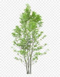 The #1 place for free transparent png images. Tree Trees Png Download Free Tree Png Transparent Png 577x1024 5769274 Pngfind